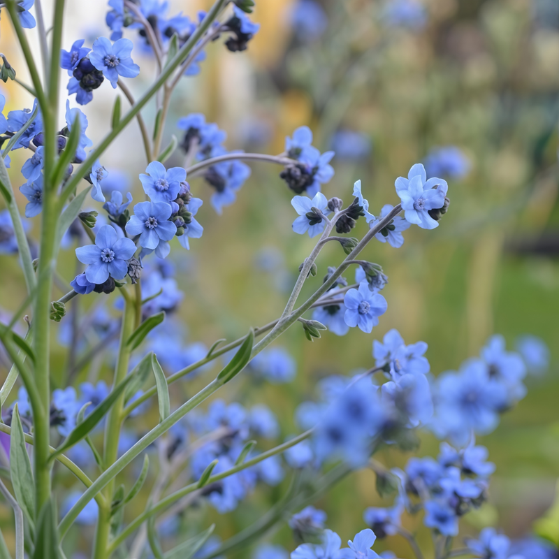 Myosotis Blue Seeds up to 50%