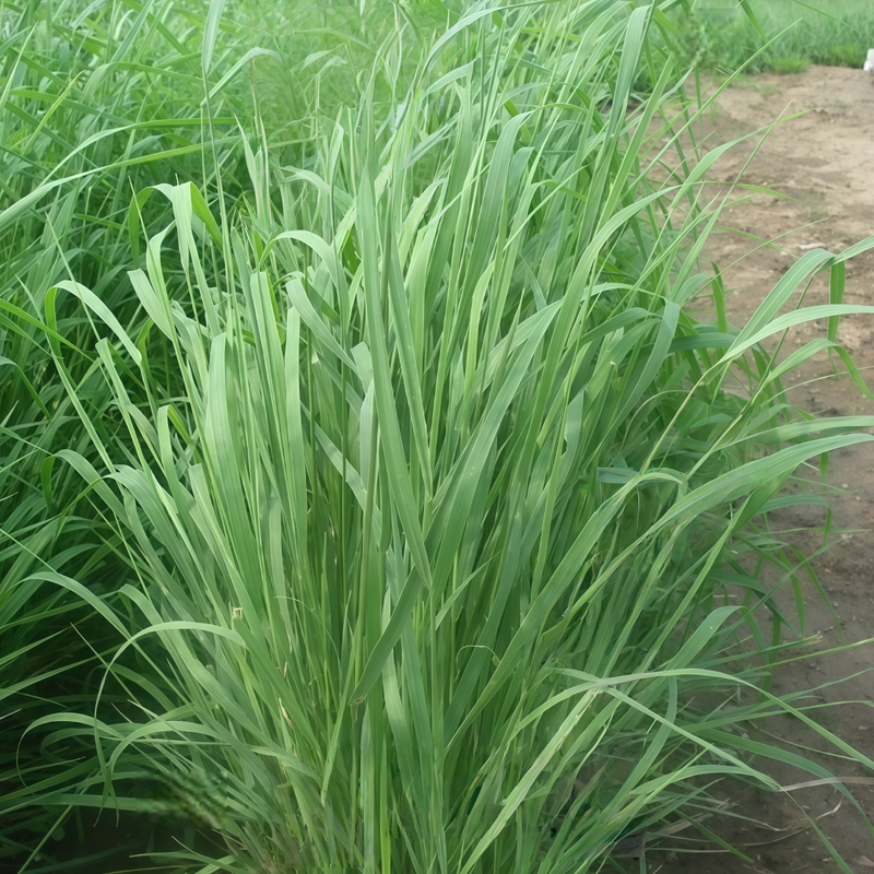 Slender WG Seeds up to 50%