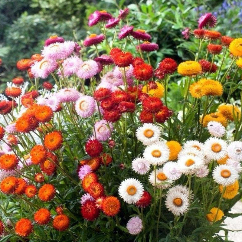 Strawflower Seeds - Mix Larger Packet High Germination 1800-9000 Onsaleseeds