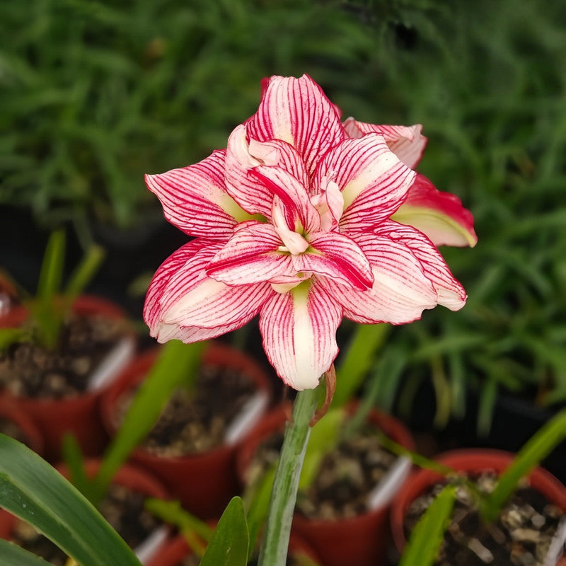 Amaryllis Bulbs - Beautiful Fairy