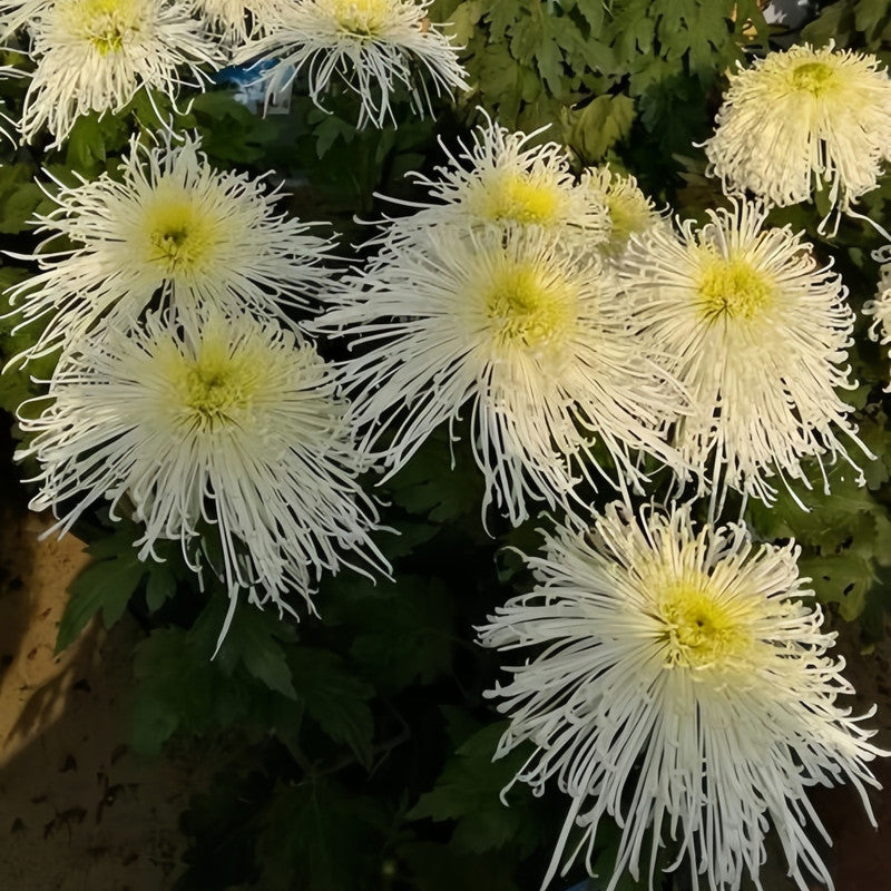 China Aster Seeds - Yellow Dense Flower Larger Packet High Germination 1200-5000 Onsaleseeds