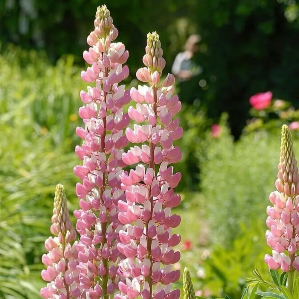 Lupinus Seeds - Pink Larger Packet High Germination 450-2200 Onsaleseeds