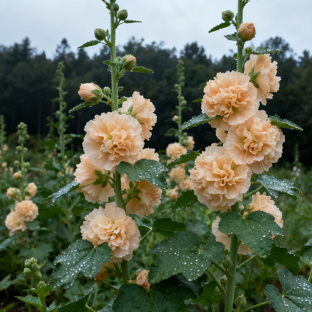 Hollyhock  Apricot Seeds up to 50% Large Pack · 1500-7500 Seeds