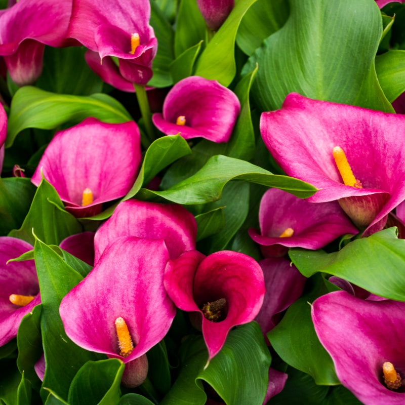 Calla Lily Seeds up to 50%