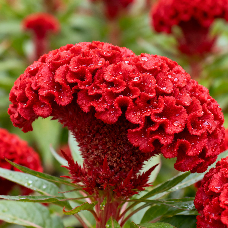Celosia Cristata Seeds - Red Flower Larger Packet High Germination 1500-7500 Onsaleseeds