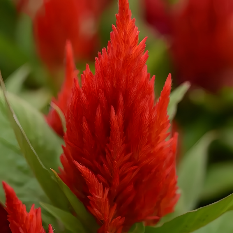 Celosia Cristata Seeds - Scarlet Larger Packet High Germination 2400-5000 Onsaleseeds