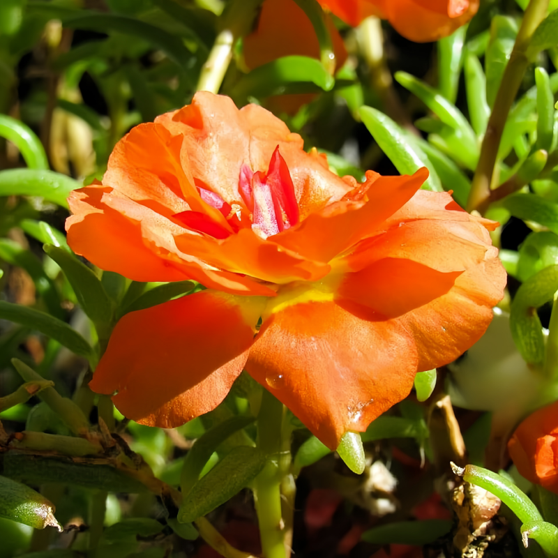 Moss Rose Seeds - Orange Red Larger Packet High Germination 300-1000 Onsaleseeds