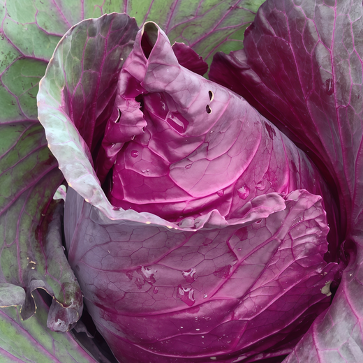Brassica - Purple