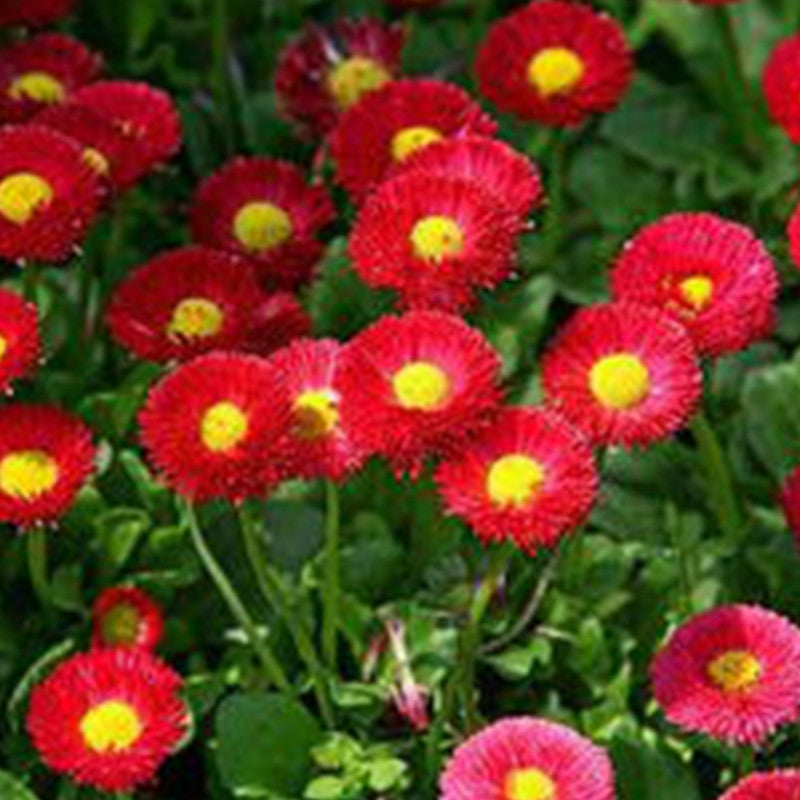 Callistephus Chinensis Seeds Red up to 50%