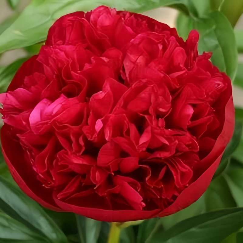 Moss Rose Seeds - Scarlet Larger Packet High Germination 300-1000 Onsaleseeds