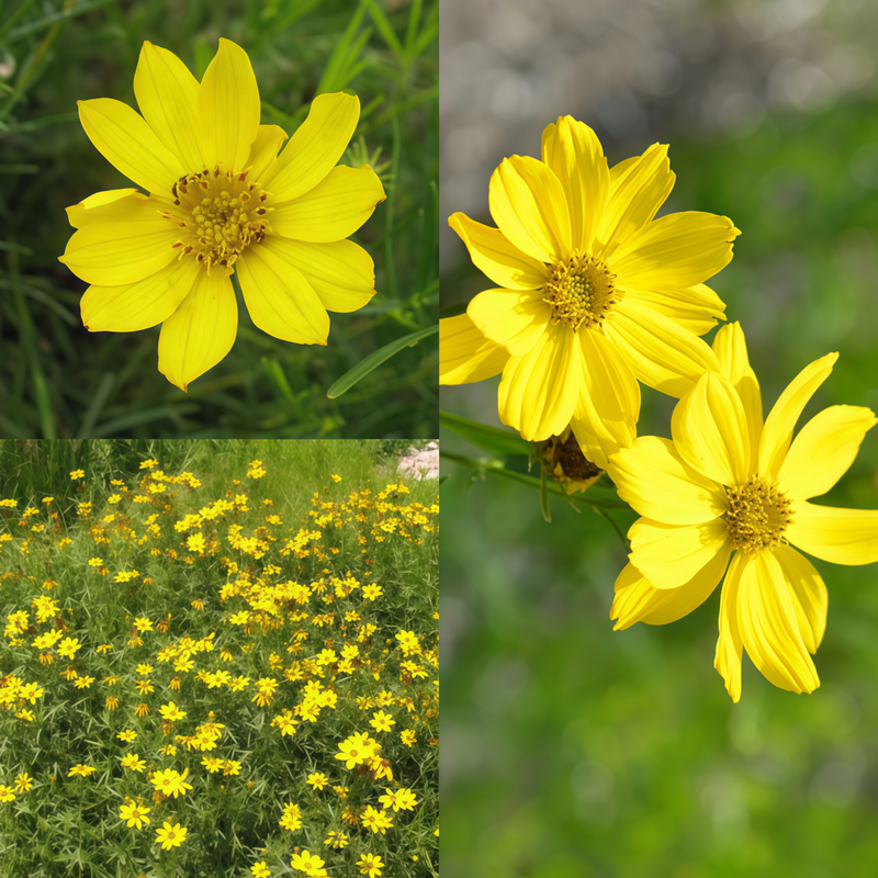 Ursinia Yellow Seeds up to 50% Large Pack · 800-3000 Seeds