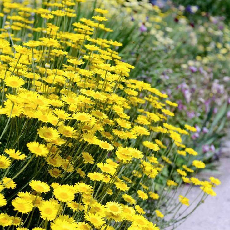 Anthemis Tinctoria Seeds - Golden Larger Packet High Germination 3000-15000 Onsaleseeds