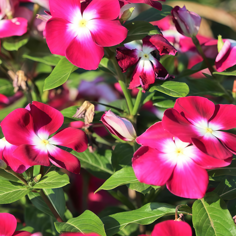 Vinca Seeds - Catharanthus Roseus Mix Larger Packet High Germination 300-2000 Onsaleseeds