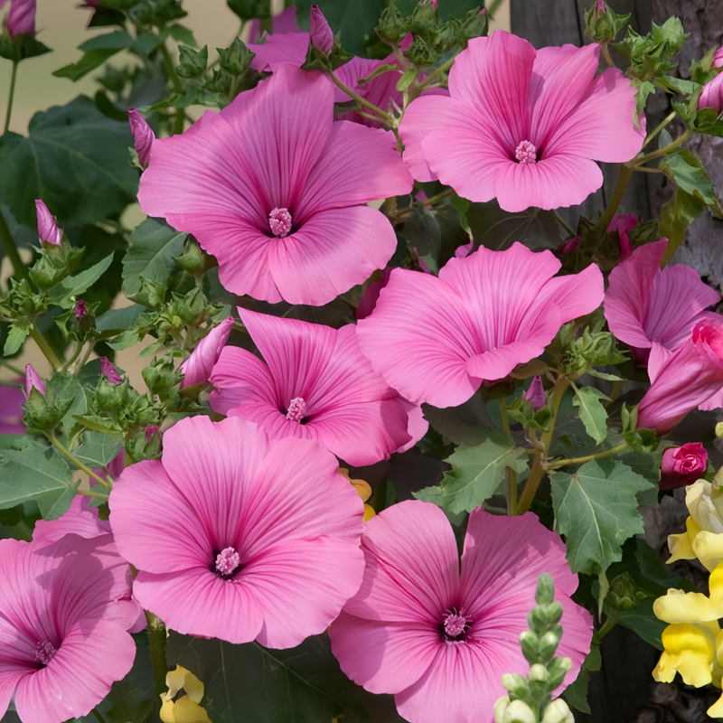 Rose Mallow Seeds - Light Rose Color Larger Packet High Germination 690-5000 Onsaleseeds