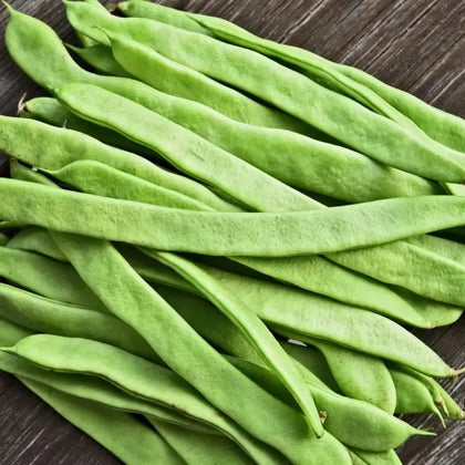 Romano Pole Bean Seeds