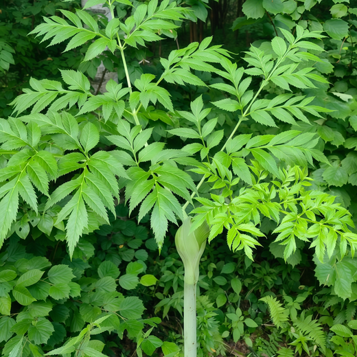 Dahurian Angelica Seeds