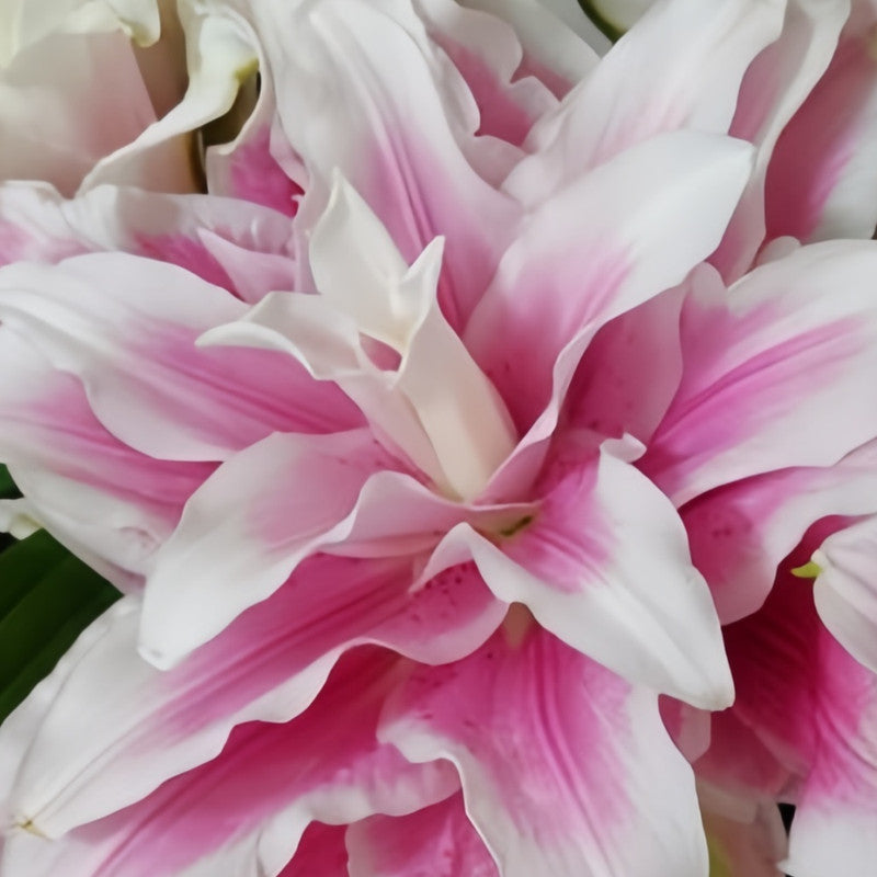 Lily Bulbs - Isabella Double
