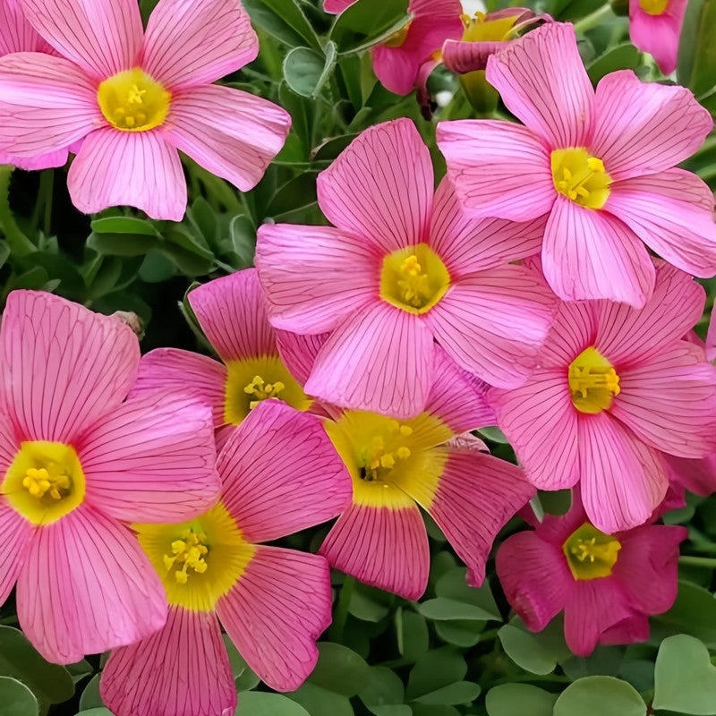 Oxalis Bulbs - Little Red Riding Hood