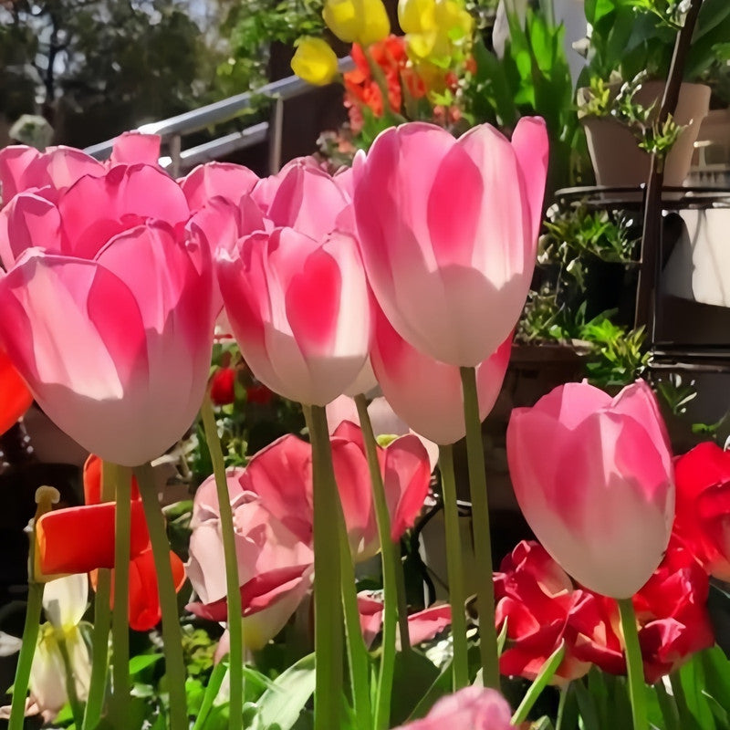 Tulip Bulbs - Dynasty