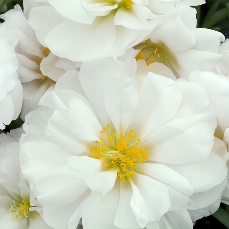 Moss Rose Seeds - White Larger Packet High Germination 300-1000 Onsaleseeds