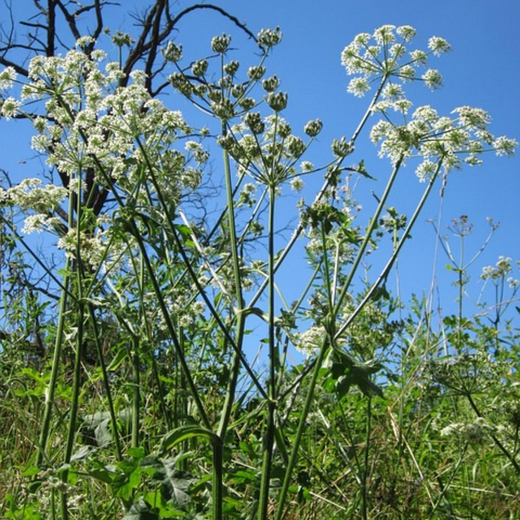 Saposhnikovia Seeds