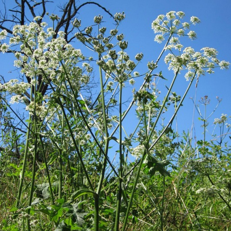 Saposhnikovia Divaricata (Trucz.) Schischk. Seeds - Larger Packet High Germination 3000-150000 Onsaleseeds