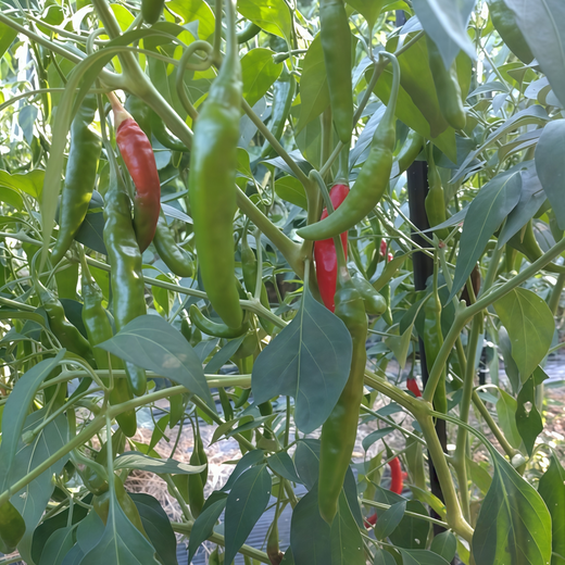 Red Conoides Pepper Seeds