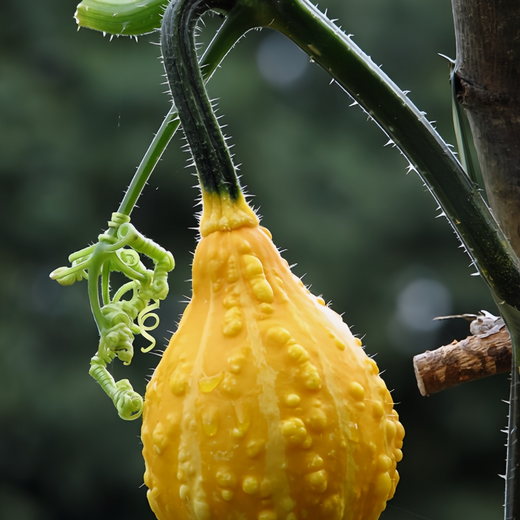 Youth Mix Squash Seeds