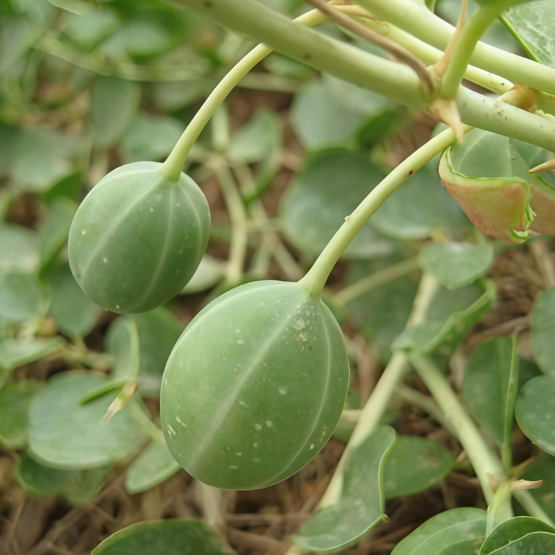 Capparis Spinosa - White Larger Packet High Germination 450-2200 Onsaleseeds