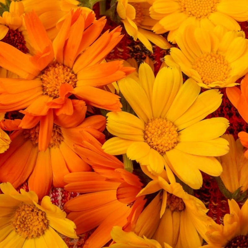 Marigold Seeds prime day up to 50%