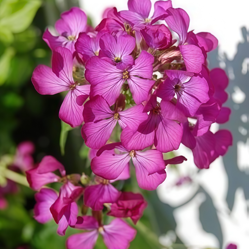 Pelargonium Violet Orange Core Seeds up to 50%