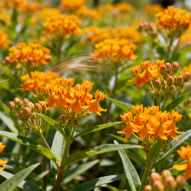 Butterfly Milkweed Seeds - Orange Larger Packet High Germination 600-3000 Onsaleseeds