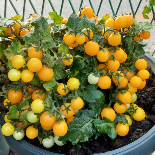 Yellow Tomato Seeds