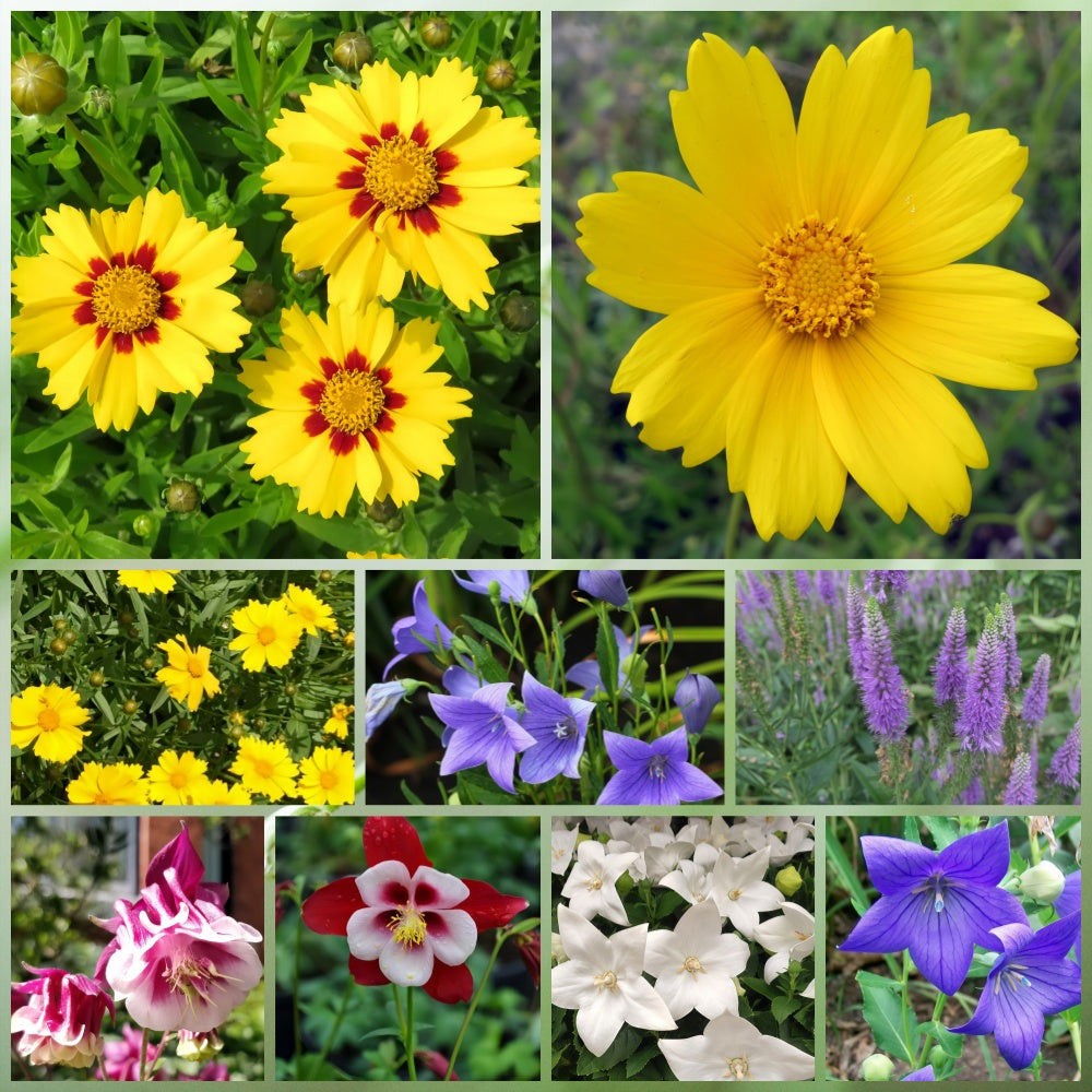 Wildflower Seeds - Cold Resistant Tall Plant Mix Includes Blanket Flower, Lychnis, Agastache Rugosa,etc