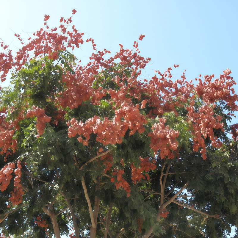 Koetrenteriapanicu Lata Laxm Golden Yellow Seeds up to 50%