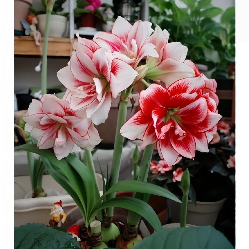 Amaryllis Bulbs - Sprite