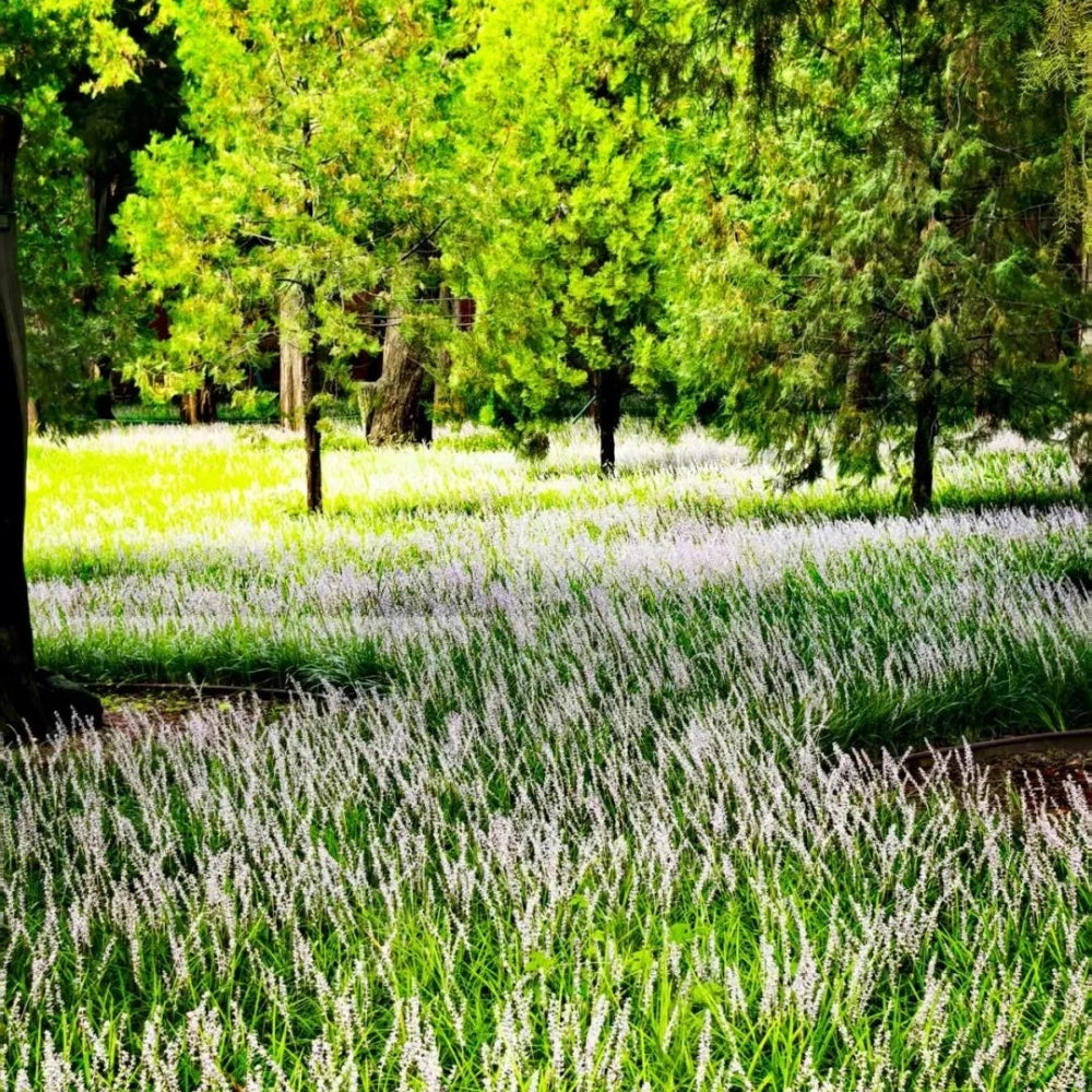 Danish Grass Seeds