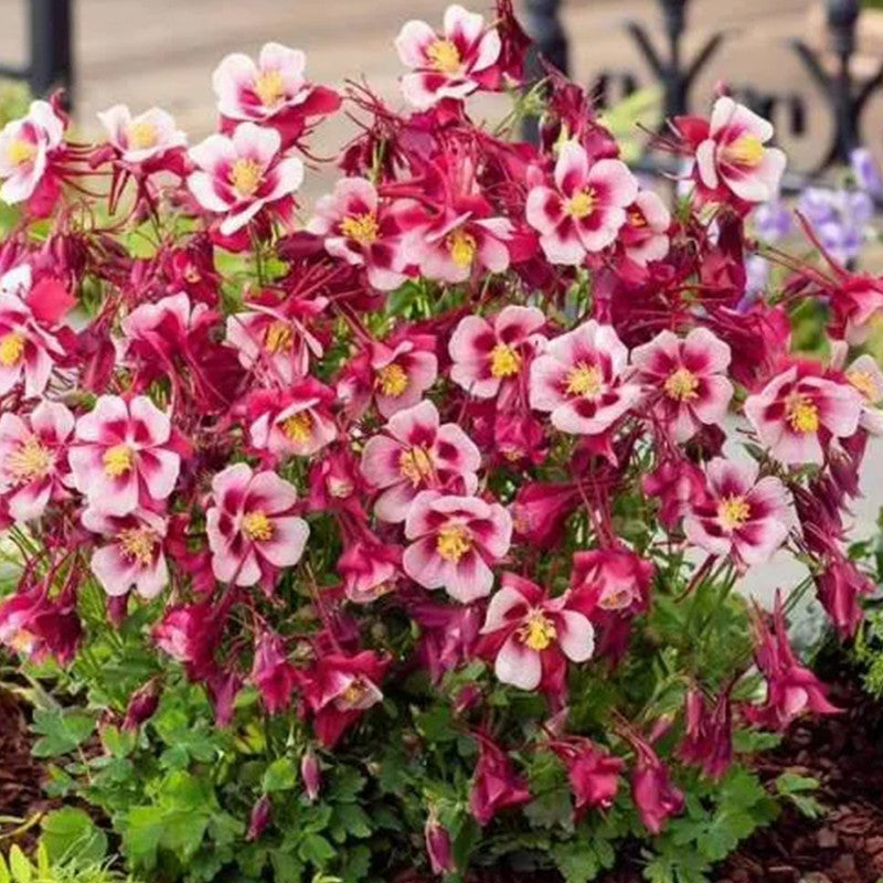 Aquilegia Mix Seeds up to 50%