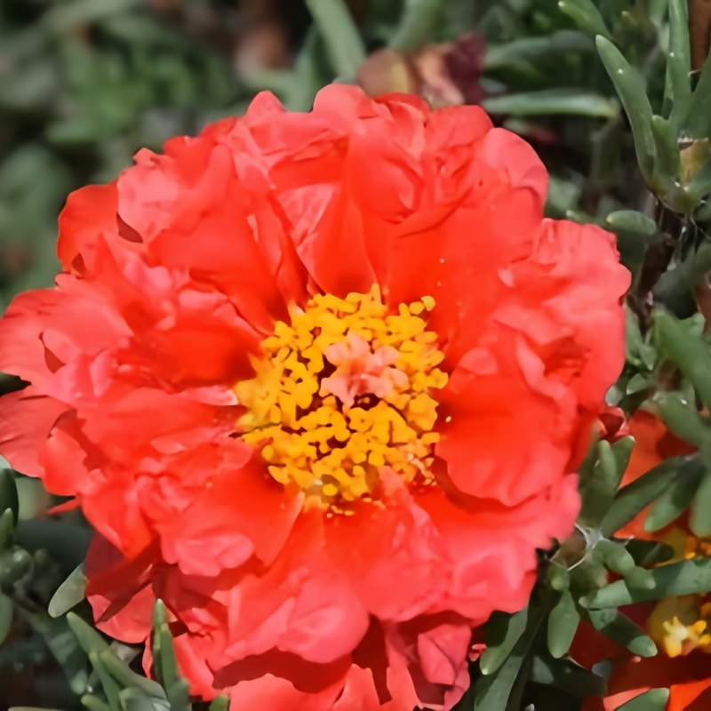 Moss Rose Seeds - Dark Red Larger Packet High Germination 300-1000 Onsaleseeds