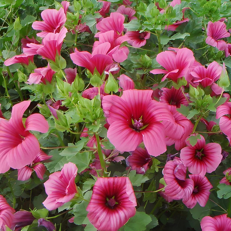 Malope Trifida Seeds - Pink Larger Packet High Germination 600-3000 Onsaleseeds