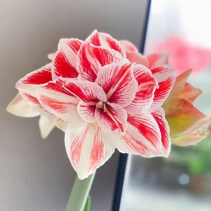Amaryllis Bulbs - Bright Nymph