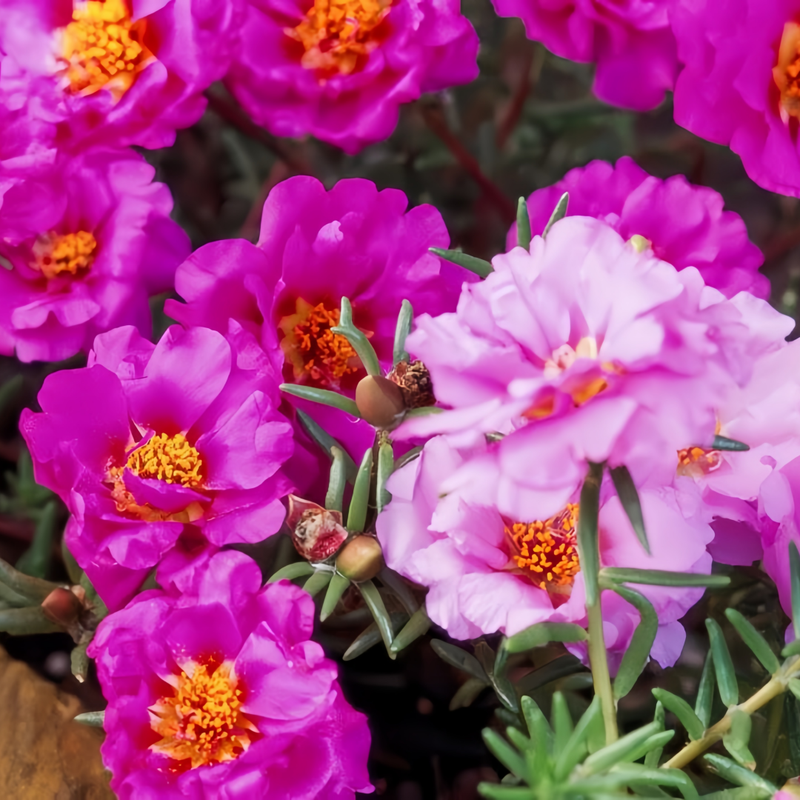 Moss Rose Seeds - Pink Larger Packet High Germination 300-1000 Onsaleseeds