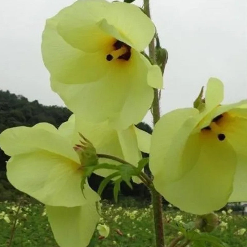 Abelmoschus Mix Seeds up to 50%