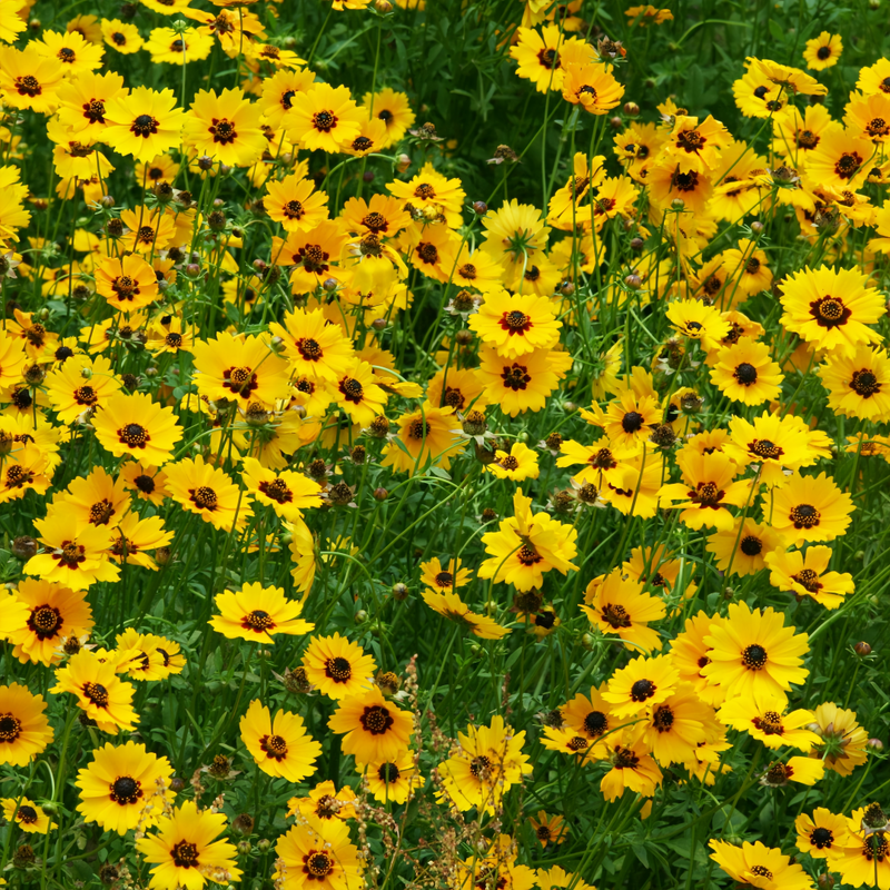 Flowering Plant Combination Moisture Resistance Mix Seeds up to 50%