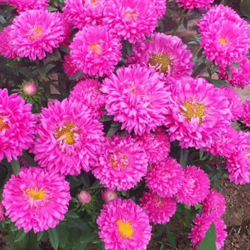 Aster Purple Red Seeds up to 50%