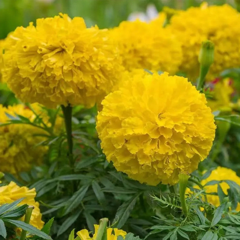 African Marigold Seeds - Orange Larger Packet High Germination 600-5000 Onsaleseeds