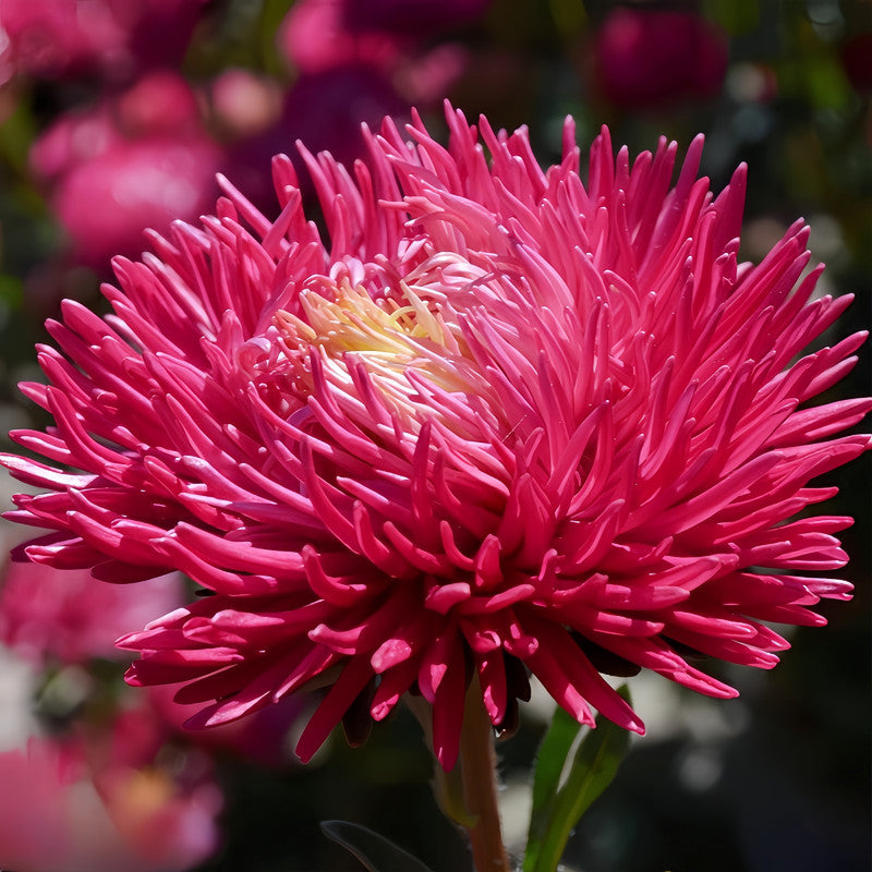 China Aster Seeds - Birght Red Larger Packet High Germination 1200-5000 Onsaleseeds