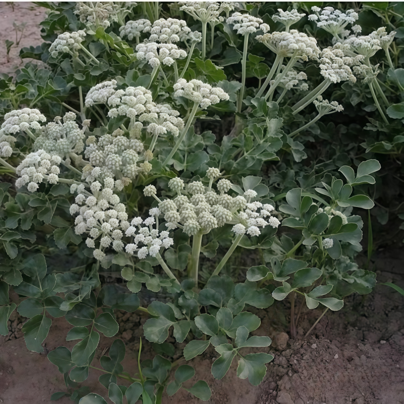 Glehnia Littoralis F. Schmidt Ex Miq. Seeds - Larger Packet High Germination 2000-10000 Onsaleseeds