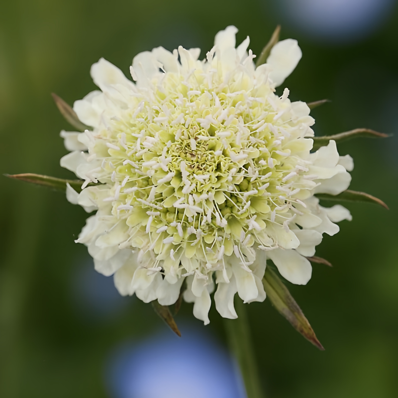 Scabiosa Atropurpurea Seeds - Purple Pot Flower Green Larger Packet High Germination 120-2800 Onsaleseeds