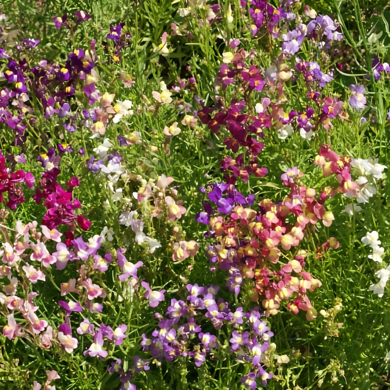 Linaria Vulgaris Subsp Seeds - Mix Larger Packet High Germination 6000-30000 Onsaleseeds